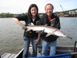 sturgeon-pokey-olie
