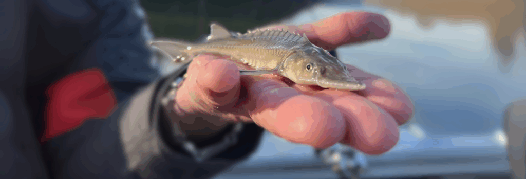 Get Involved with Sturgeon Conservation
