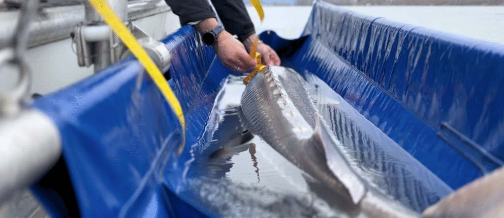 Committed to the restoration
and conservation of wild
Fraser River White Sturgeon