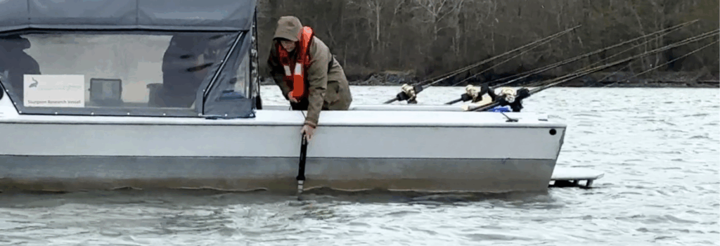 White Sturgeon Science and Research