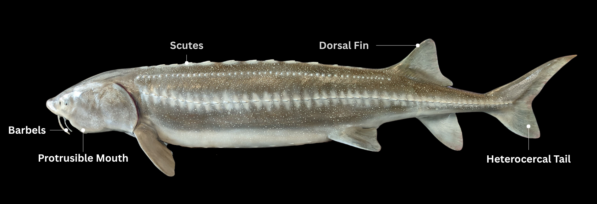 Sturgeon Education Program