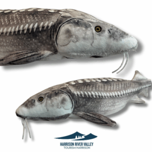Sturgeon Plushie