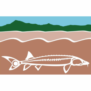 "White Sturgeon" Original Prints by Roy Henry Vickers